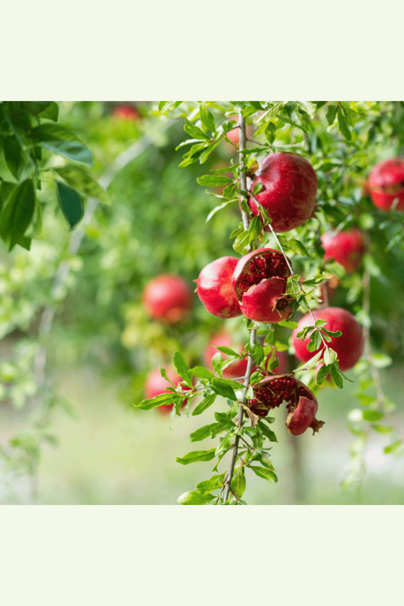 pomegranate