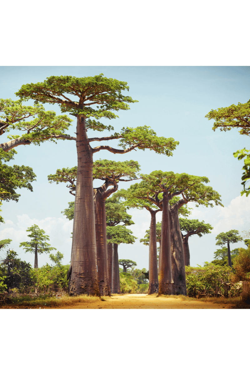 Baobab Powder