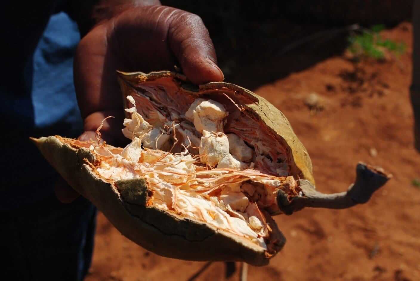 THE AMAZING BENEFITS OF BAOBAB POWDER