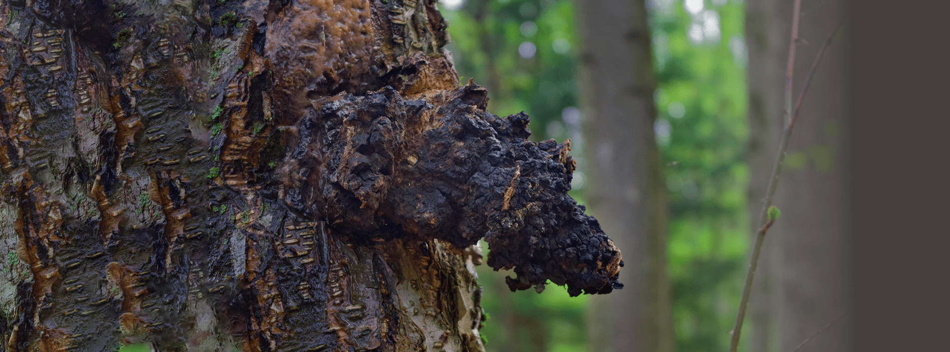 chaga mushroom