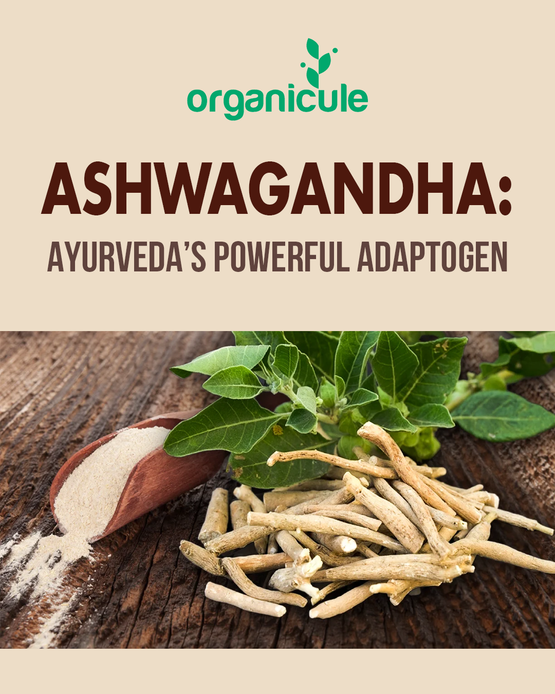 Ashwagandha: Ayurveda’s Powerful Adaptogen