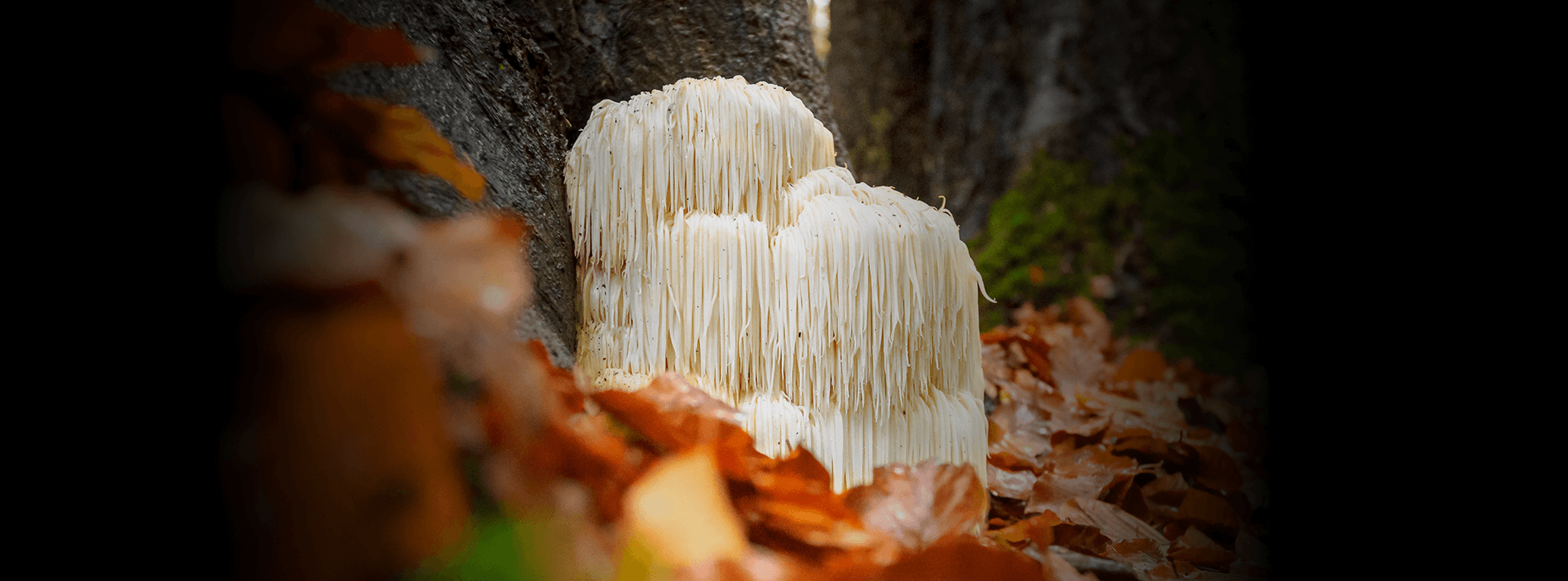 lions mane mushroom