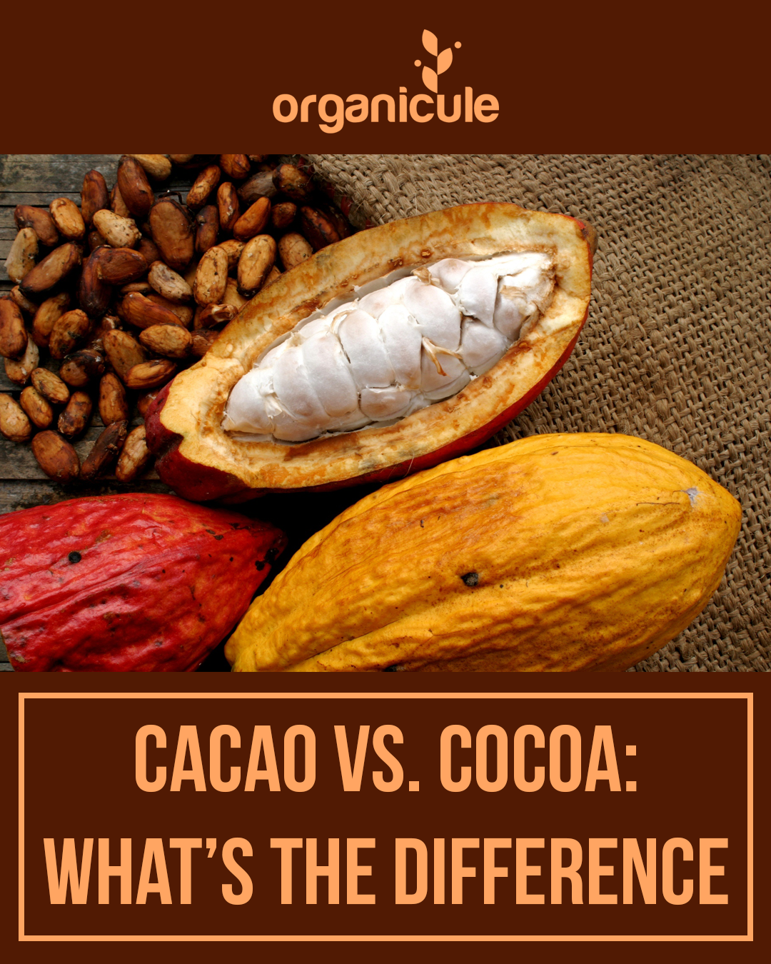 Cacao vs. Cocoa: What’s the Difference & Why Organicule’s Cacao is Superior