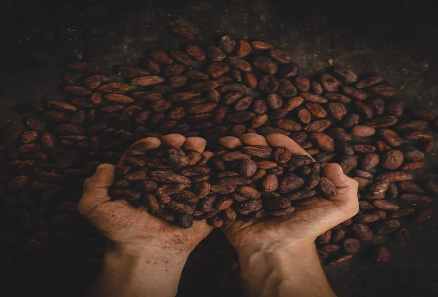 CACAO NIBS WITH YACON: THE HEALTHY MATCH